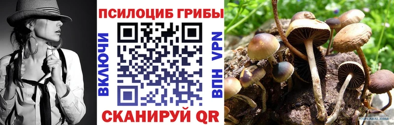 купить наркотик  Гулькевичи  Псилоцибиновые грибы Cubensis 
